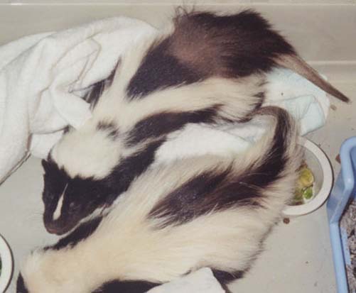 Two skunks, just after arrival