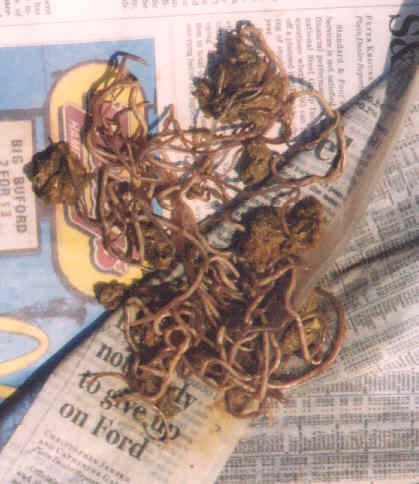 A pile of worms expelled from the yearling skunk