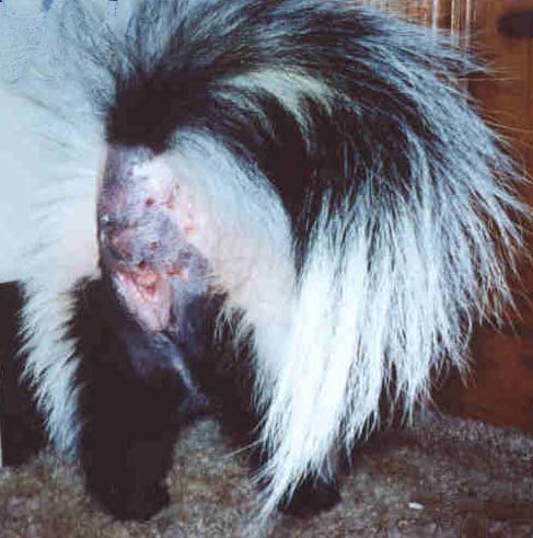 Female skunk with bite wounds