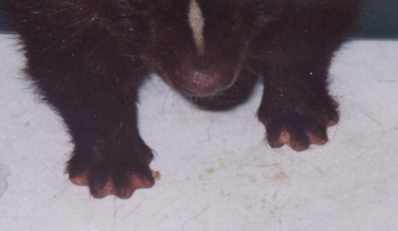 De-clawed skunk