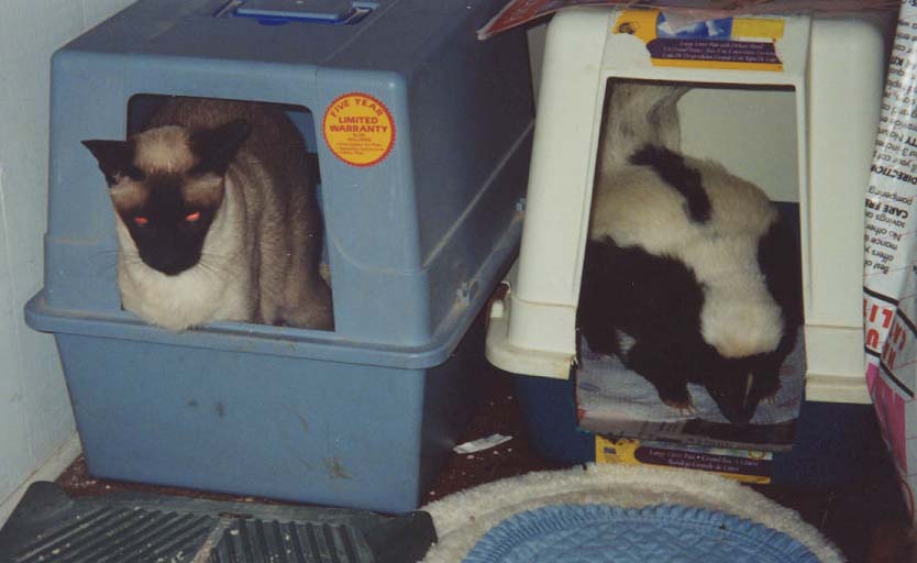 Typical covered cat litter box compared to one modified for a skunk