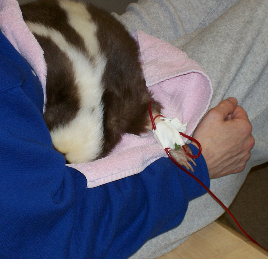 Skunk receiving transfusion