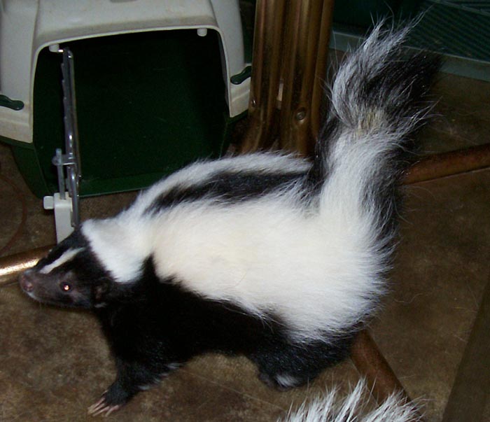 Skunk recovered from self-mutilation