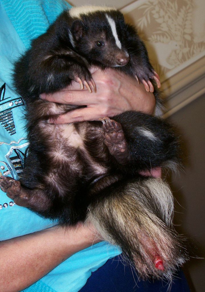Skunk with mutilated tail