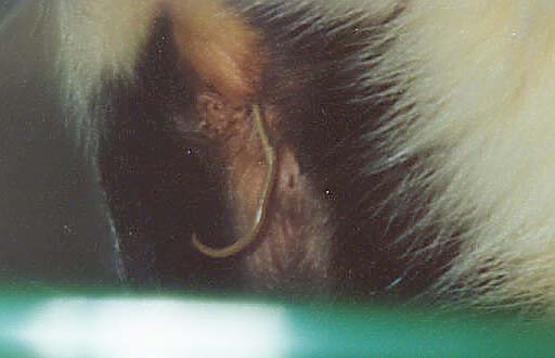 Roundworm being expelled.