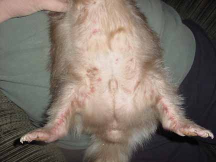 Redness and sores on belly and inside of back legs